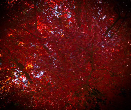 Autumn leaves on the tree in the park. Abstract background.