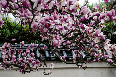 Beautiful magnolia flowers blooming in the garden in spring.の写真素材
