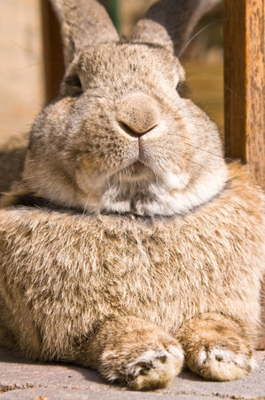 rabbit looking like I'm the bosの写真素材