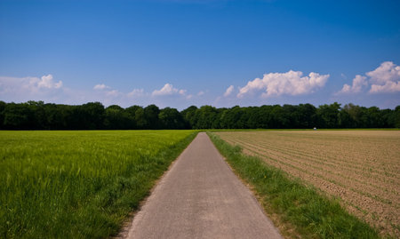 natural lines in a rural farmlandscape