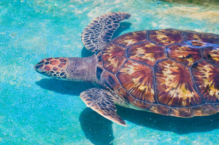 swimming sea turtle in clear turquoise sea water