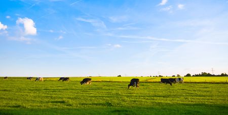 green pasture with grazing cows and blue cloudy sky の写真素材