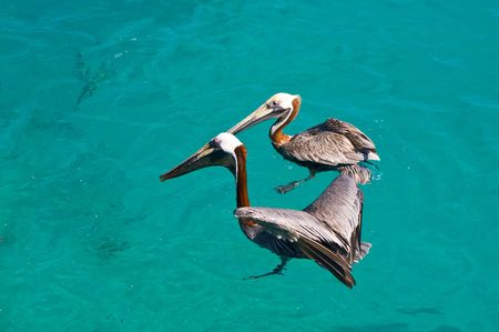 two floating pelican in kristal clear sea の写真素材