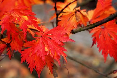 close up of some nice red autumn leavesの写真素材