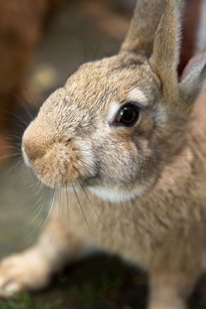 potrait of an young curious bunny looking ar youの写真素材