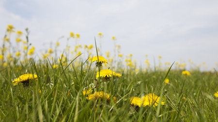 close up of several dandelions from below between grass