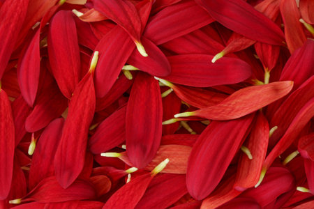 Closeup of red chrysanthemum petals as backgroundの写真素材