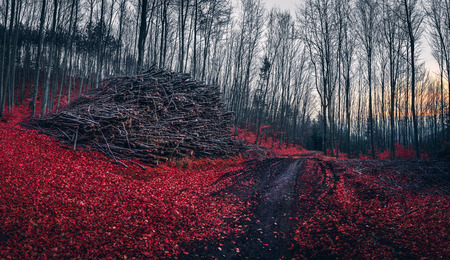Pile of Wood Collected near a Path and Fallen Red Leaves in the Forest at Sunset in Autumnの写真素材