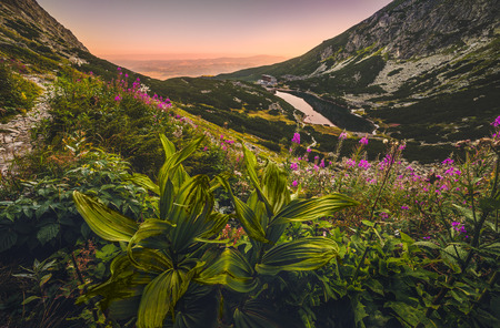 Mountain Lake at Sunset with Flowers and Hiking Trail in Foreground. Velicke Tarn, High Tatras, Slovakia.の写真素材