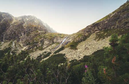 Mountain Landscape with Little Waterfall and Plants in Foreground. Velicka Valley, High Tatra, Slovakia.の写真素材