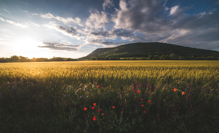 Golden Field Illuminated by Setting Sun with Braunsberg Hill and Cloudy Sky in the Backgroundの写真素材