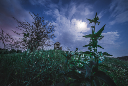 Nature Landscape with Bare Tree, Flowers and Observation Tower at Nightの写真素材