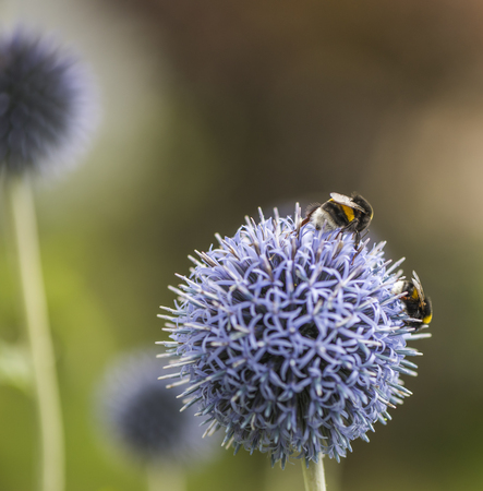 Bumble Bees on Echinops or Globe Thistle. Green Blurry Background. Copy Space.の写真素材