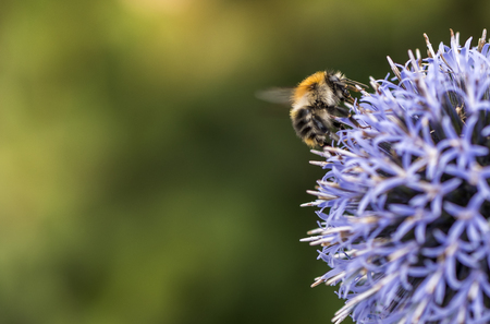 Bumble Bee on Echinops or Globe Thistle. Green Blurry Background. Copy Space.の写真素材