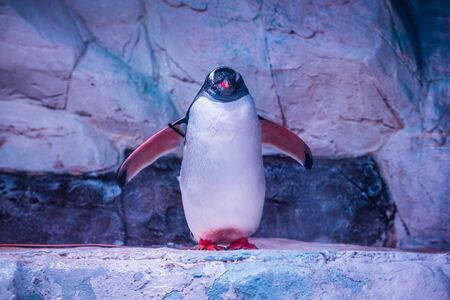 Penguin Posing behind the Glass of Oceanariumの写真素材