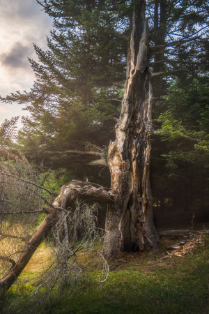 Atmospheric Scenery with Old Tree in Beautifful Golden Light