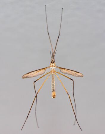 Crane Fly or Tipula or Daddy-Longlegs on the Wallの写真素材