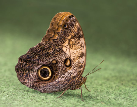 Caligo Rurilochus, Butterfly Owl on Green Background