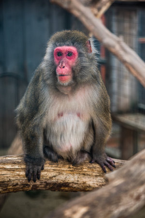 Portrain of Japanese Macaque Monkey Sitting on Tree Trunk in ZOO