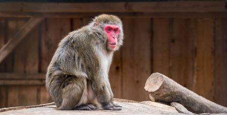 Portrain of Japanese Macaque Monkey Sitting on Tree Trunk in ZOOの写真素材