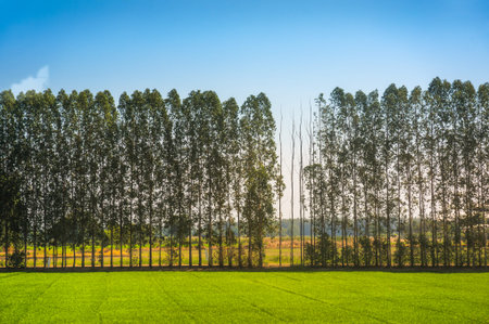 Trees in a Row with Blue Sky and Green Grass