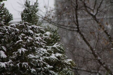 Snowy Bushの写真素材