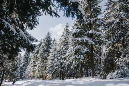 Snow covered trees and winter scenery in the Thuringian Forest in Germany