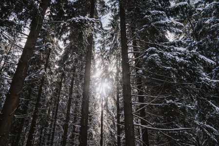 Snow covered trees and winter scenery in the Thuringian Forest in Germanyの写真素材