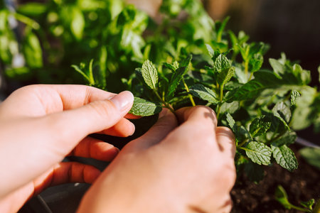 Young woman gardening and plugging fresh peppermint with her fingers