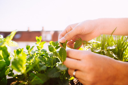 young woman gardening and plugging fresh peppermint with her fingersの写真素材