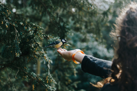 Tit landing on the hand of a young woman to be fedの写真素材