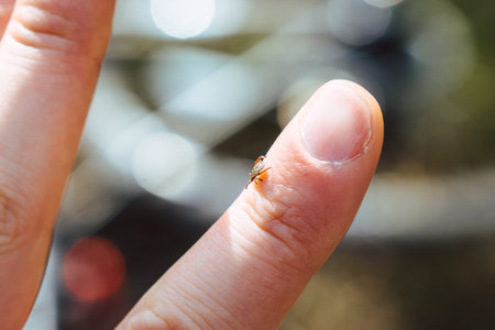 tick crawling on human fingerの写真素材