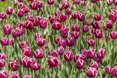 Istanbul, Turkey, 17 April 2006: Tulips of Khedive Palace.のeditorial素材