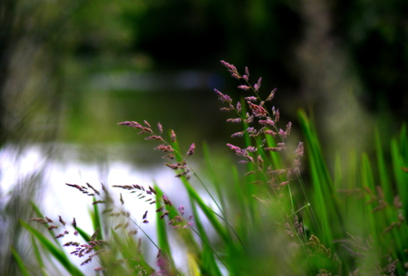Riverside grassesの写真素材