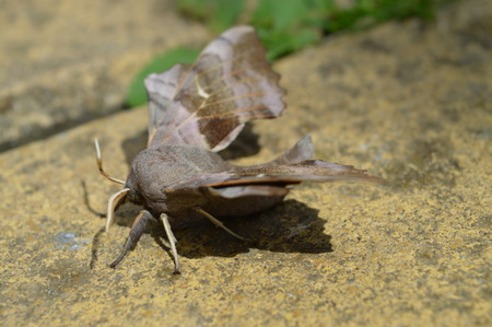 Poplar Hawk Mothの写真素材