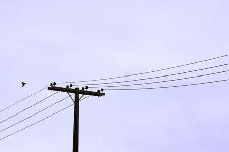 Bird about to land on a power lineの写真素材