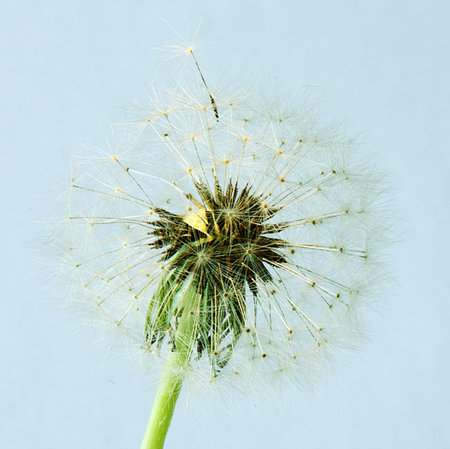 Dandelion seed about to blow away