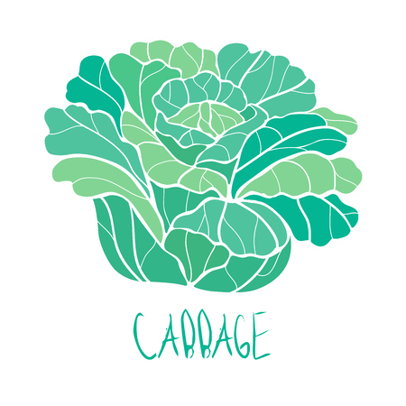stylized vector paint hand drawn picture of cabbageのイラスト素材