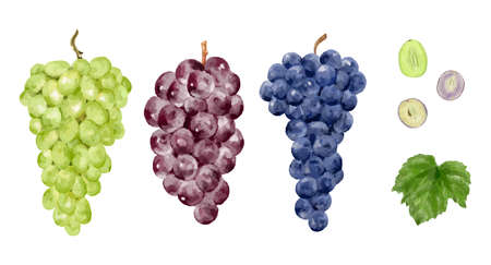 3 types of grape set watercolor style illustrationのイラスト素材