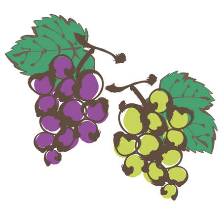 Grapes written with a brush - grape picking image -のイラスト素材