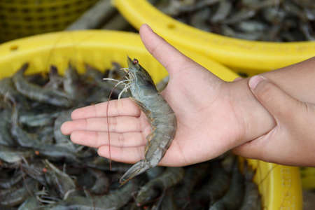 Handing shrimpの写真素材
