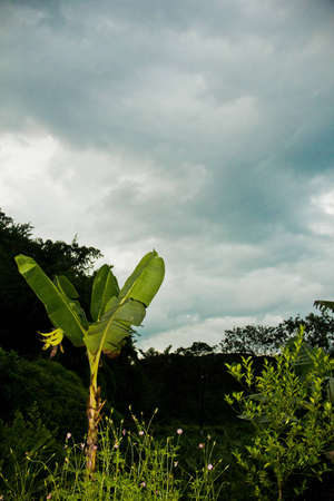 Cloudy scene from orchardの写真素材