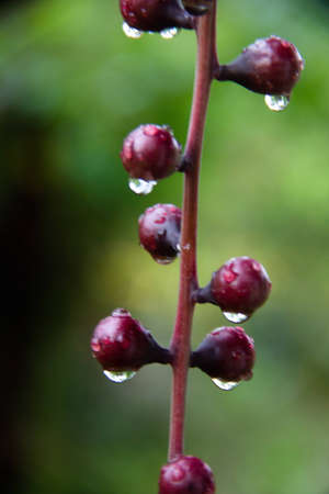 Flower dropletsの写真素材
