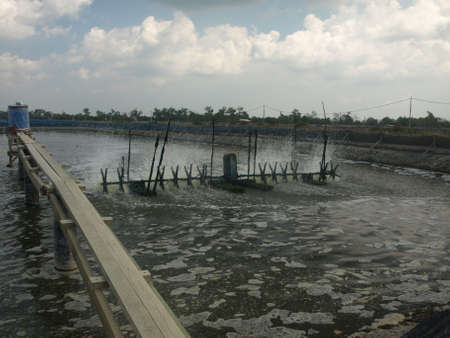 Shrimp farmのeditorial素材