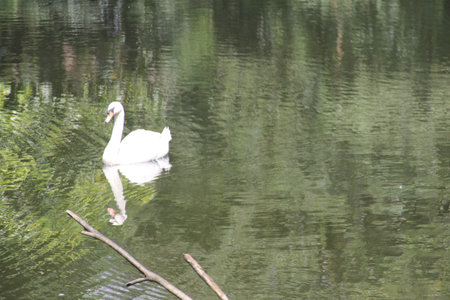 Lake Swanのeditorial素材