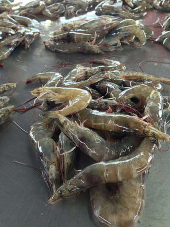 Shrimp waiting to classified to its sizesの素材