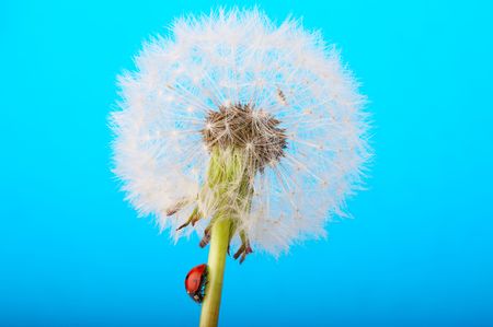 Isolate ladybird on dandelion with blue sky in the backgroundの写真素材