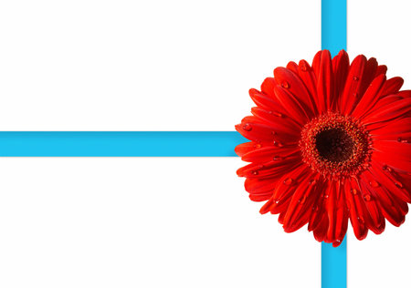 A Gerbera, Daisy flower の写真素材