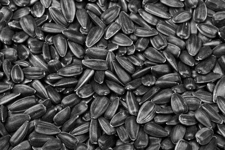 Sunflower seedsの写真素材