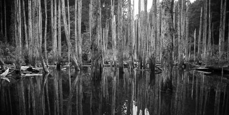 forestの写真素材